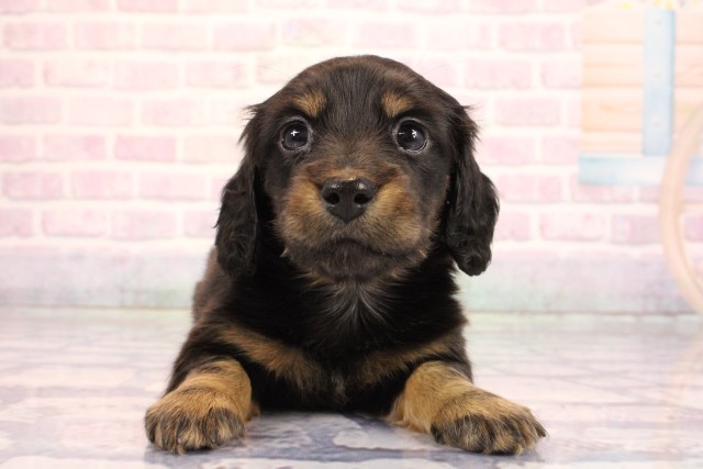 兵庫県のミニチュアダックスフンド(ロング) (Coo&RIKU姫路店/2026年2月11日生まれ/女の子/ブラックタン)の子犬の1枚目の画像