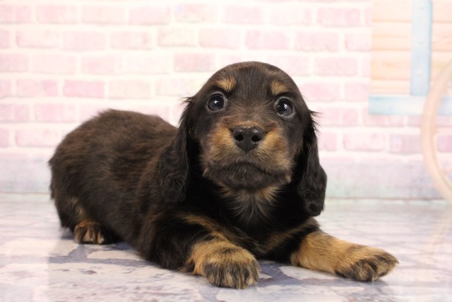 兵庫県のミニチュアダックスフンド(ロング) (Coo&RIKU姫路店/2026年2月11日生まれ/女の子/ブラックタン)の子犬の2枚目の画像