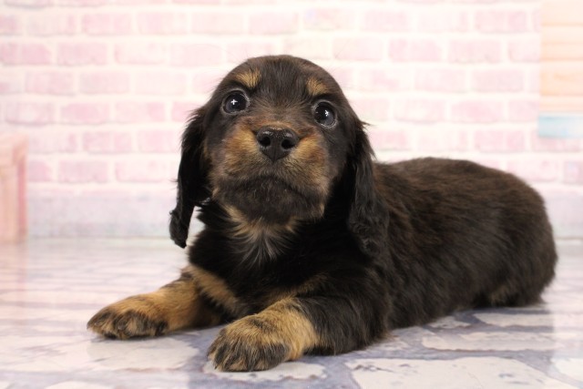 兵庫県のミニチュアダックスフンド(ロング) (Coo&RIKU姫路店/2026年2月11日生まれ/女の子/ブラックタン)の子犬の3枚目の画像