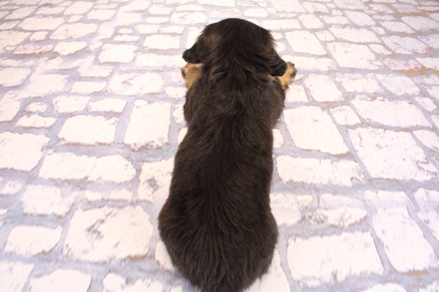 兵庫県のミニチュアダックスフンド(ロング) (Coo&RIKU姫路店/2026年2月11日生まれ/女の子/ブラックタン)の子犬の4枚目の画像