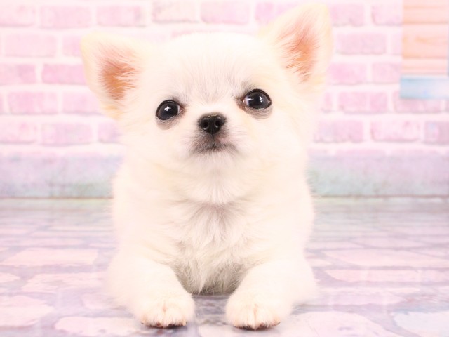 大阪府のチワワ(ロング) (Coo&RIKU茶屋町店/2026年2月13日生まれ/男の子/ホワイトクリーム)の子犬の1枚目の画像