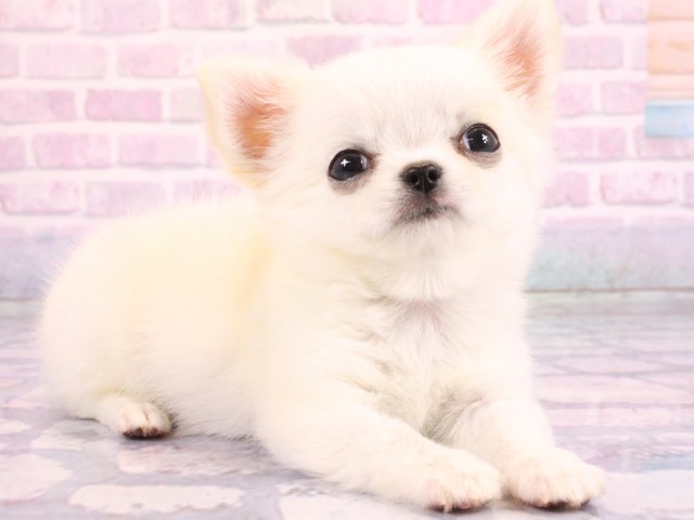 大阪府のチワワ(ロング) (Coo&RIKU茶屋町店/2026年2月13日生まれ/男の子/ホワイトクリーム)の子犬の2枚目の画像