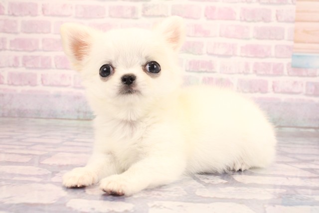 大阪府のチワワ(ロング) (Coo&RIKU茶屋町店/2026年2月13日生まれ/男の子/ホワイトクリーム)の子犬の3枚目の画像