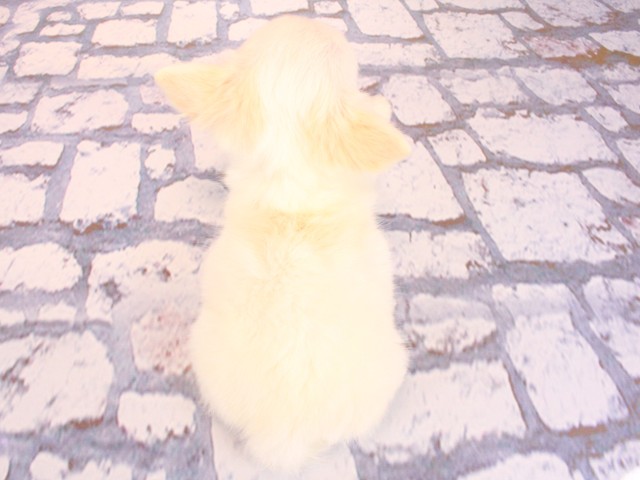 大阪府のチワワ(ロング) (Coo&RIKU茶屋町店/2026年2月13日生まれ/男の子/ホワイトクリーム)の子犬の4枚目の画像