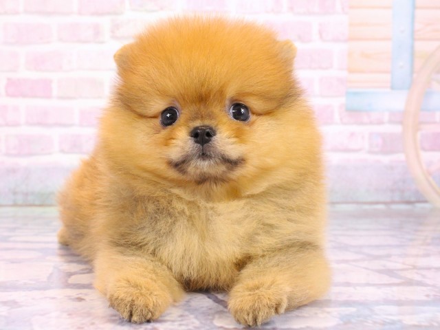 大阪府のポメラニアン (Coo&RIKU梅田店/2026年2月17日生まれ/男の子/オレンジ)の子犬の1枚目の画像