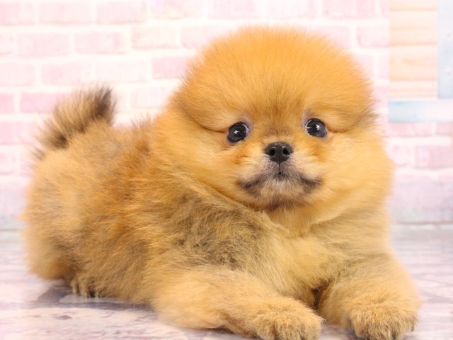 大阪府のポメラニアン (Coo&RIKU梅田店/2026年2月17日生まれ/男の子/オレンジ)の子犬の2枚目の画像
