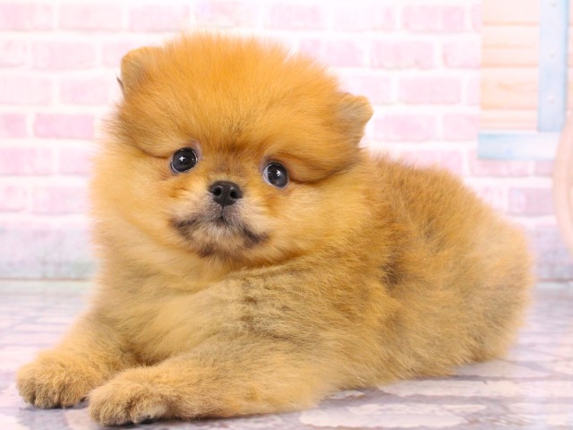 大阪府のポメラニアン (Coo&RIKU梅田店/2026年2月17日生まれ/男の子/オレンジ)の子犬の3枚目の画像