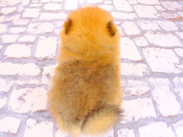 大阪府のポメラニアン (Coo&RIKU梅田店/2026年2月17日生まれ/男の子/オレンジ)の子犬の4枚目の画像