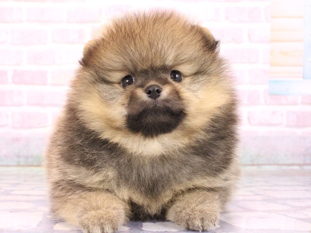 大阪府のポメラニアン (Coo&RIKU和泉店/2026年2月17日生まれ/男の子/ウルフセーブル)の子犬