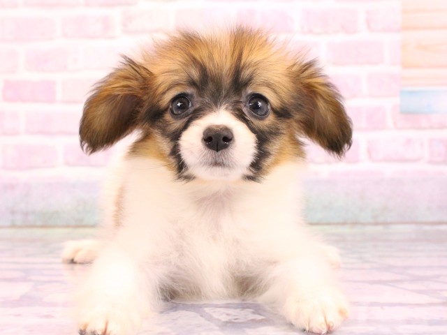 大阪府のパピヨン (Coo&RIKU和泉店/2026年2月19日生まれ/女の子/ホワイトレッド)の子犬