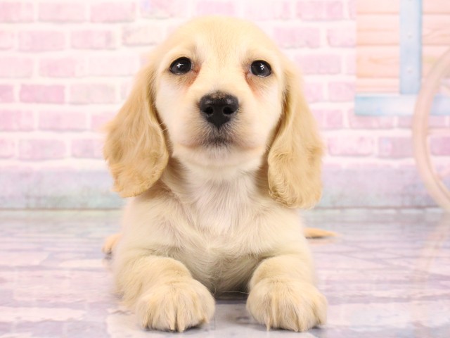 大阪府のミニチュアダックスフンド(ロング) (Coo&RIKU和泉店/2026年2月18日生まれ/女の子/イエロー)の子犬の1枚目の画像