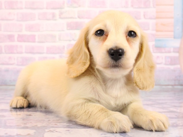 大阪府のミニチュアダックスフンド(ロング) (Coo&RIKU和泉店/2026年2月18日生まれ/女の子/イエロー)の子犬の2枚目の画像