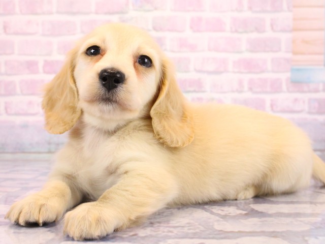 大阪府のミニチュアダックスフンド(ロング) (Coo&RIKU和泉店/2026年2月18日生まれ/女の子/イエロー)の子犬の3枚目の画像