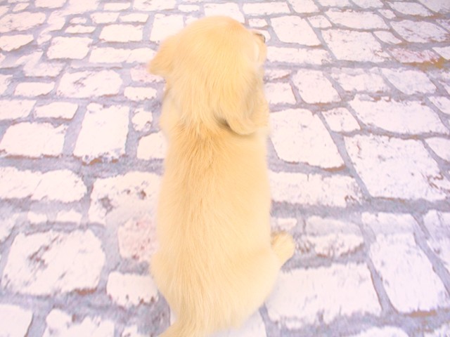 大阪府のミニチュアダックスフンド(ロング) (Coo&RIKU和泉店/2026年2月18日生まれ/女の子/イエロー)の子犬の4枚目の画像