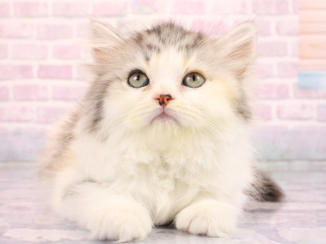 大阪府のラガマフィン (Coo&RIKU心斎橋店/2026年2月18日生まれ/女の子/シルバーパッチドタビーホワイト)の子猫の1枚目の画像