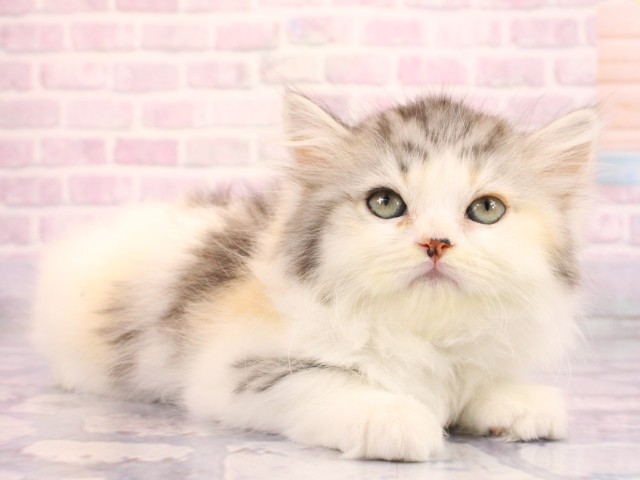 大阪府のラガマフィン (Coo&RIKU心斎橋店/2026年2月18日生まれ/女の子/シルバーパッチドタビーホワイト)の子猫の2枚目の画像