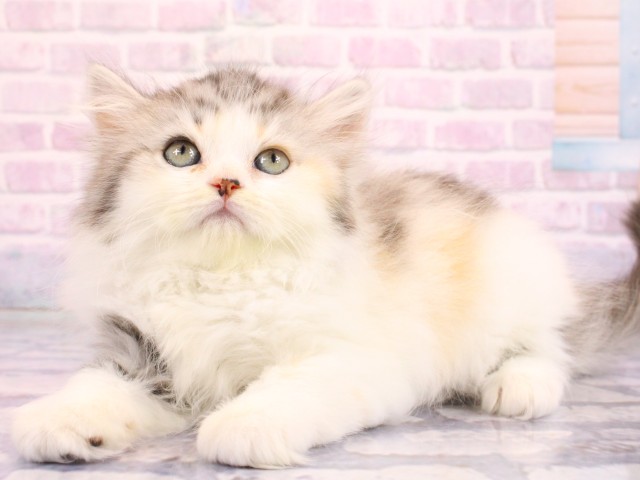 大阪府のラガマフィン (Coo&RIKU心斎橋店/2026年2月18日生まれ/女の子/シルバーパッチドタビーホワイト)の子猫の3枚目の画像