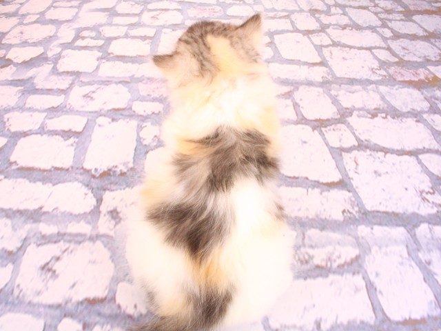 大阪府のラガマフィン (Coo&RIKU心斎橋店/2026年2月18日生まれ/女の子/シルバーパッチドタビーホワイト)の子猫の4枚目の画像