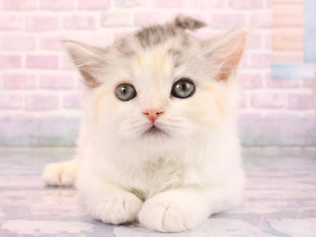 大阪府のラガマフィン (Coo&RIKU和泉店/2026年2月18日生まれ/女の子/シルバーパッチドタビーホワイト)の子猫の1枚目の画像