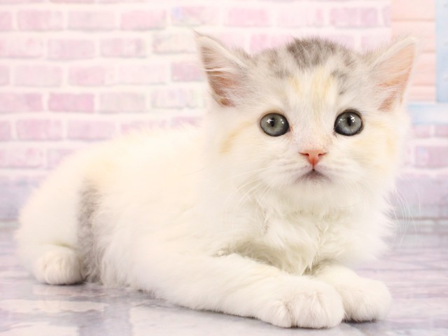 大阪府のラガマフィン (Coo&RIKU和泉店/2026年2月18日生まれ/女の子/シルバーパッチドタビーホワイト)の子猫の2枚目の画像