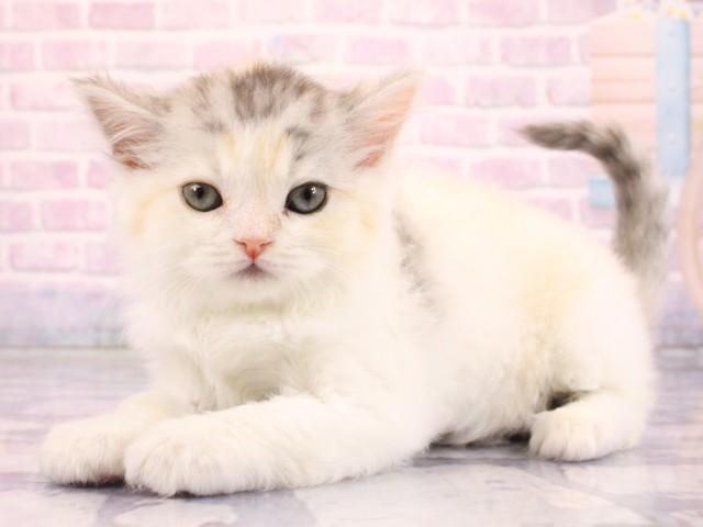 大阪府のラガマフィン (Coo&RIKU和泉店/2026年2月18日生まれ/女の子/シルバーパッチドタビーホワイト)の子猫の3枚目の画像