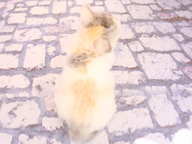 大阪府のラガマフィン (Coo&RIKU和泉店/2026年2月18日生まれ/女の子/シルバーパッチドタビーホワイト)の子猫の4枚目の画像