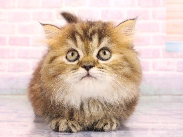 大阪府のミヌエット (Coo&RIKU松原店/2026年2月19日生まれ/女の子/ブラウンタビー)の子猫の1枚目の画像