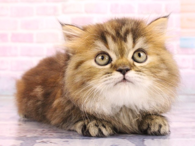 大阪府のミヌエット (Coo&RIKU松原店/2026年2月19日生まれ/女の子/ブラウンタビー)の子猫の2枚目の画像