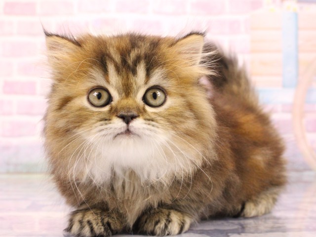 大阪府のミヌエット (Coo&RIKU松原店/2026年2月19日生まれ/女の子/ブラウンタビー)の子猫の3枚目の画像