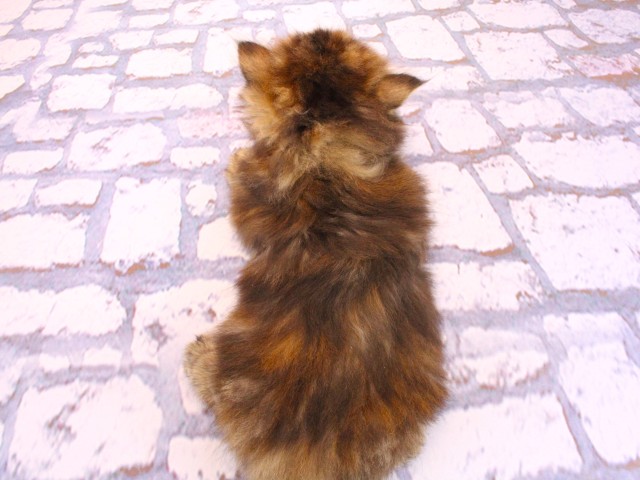 大阪府のミヌエット (Coo&RIKU松原店/2026年2月19日生まれ/女の子/ブラウンタビー)の子猫の4枚目の画像