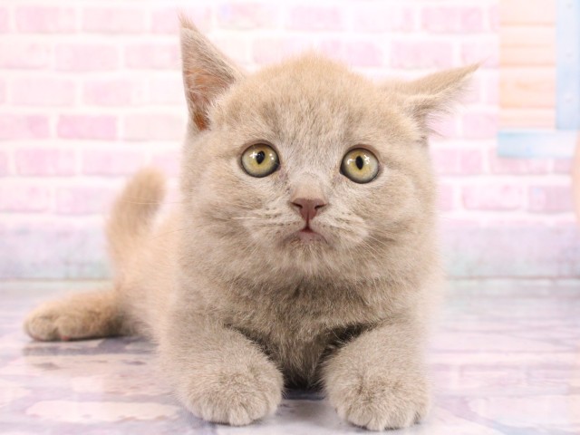 和歌山県のブリティッシュショートヘアー (Coo&RIKU和歌山店/2026年2月15日生まれ/男の子/ライラック)の子猫の1枚目の画像