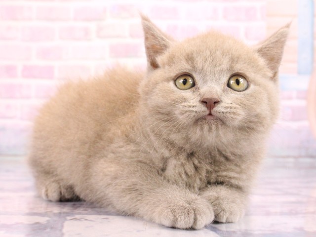 和歌山県のブリティッシュショートヘアー (Coo&RIKU和歌山店/2026年2月15日生まれ/男の子/ライラック)の子猫の2枚目の画像