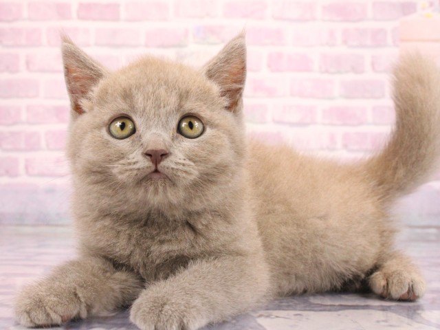 和歌山県のブリティッシュショートヘアー (Coo&RIKU和歌山店/2026年2月15日生まれ/男の子/ライラック)の子猫の3枚目の画像