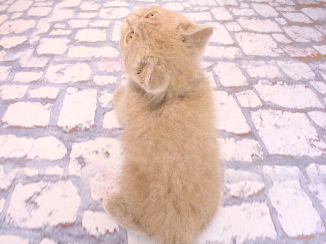 和歌山県のブリティッシュショートヘアー (Coo&RIKU和歌山店/2026年2月15日生まれ/男の子/ライラック)の子猫の4枚目の画像