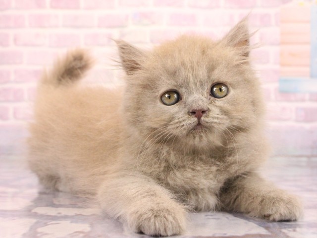 大阪府のブリティッシュロングヘアー (Coo&RIKU和泉店/2026年2月15日生まれ/女の子/ライラック)の子猫の2枚目の画像