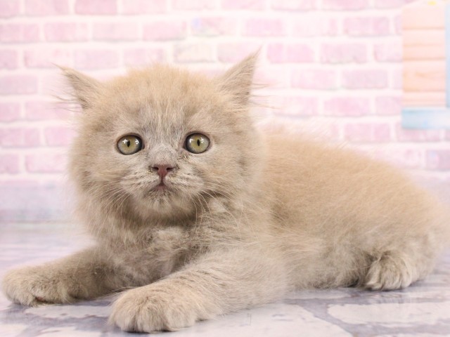 大阪府のブリティッシュロングヘアー (Coo&RIKU和泉店/2026年2月15日生まれ/女の子/ライラック)の子猫の3枚目の画像