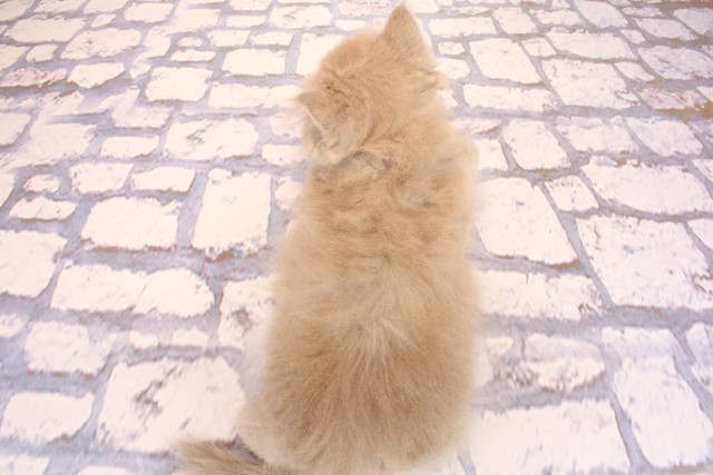 大阪府のブリティッシュロングヘアー (Coo&RIKU和泉店/2026年2月15日生まれ/女の子/ライラック)の子猫の4枚目の画像