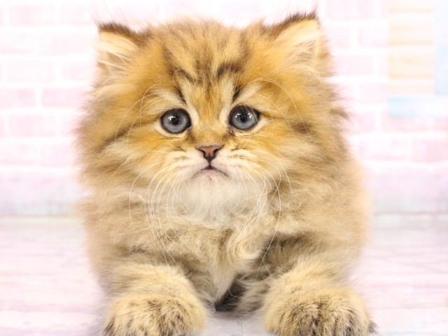 大阪府のペルシャ (Coo&RIKU梅田店/2026年2月17日生まれ/男の子/チンチラゴールデン)の子猫の1枚目の画像