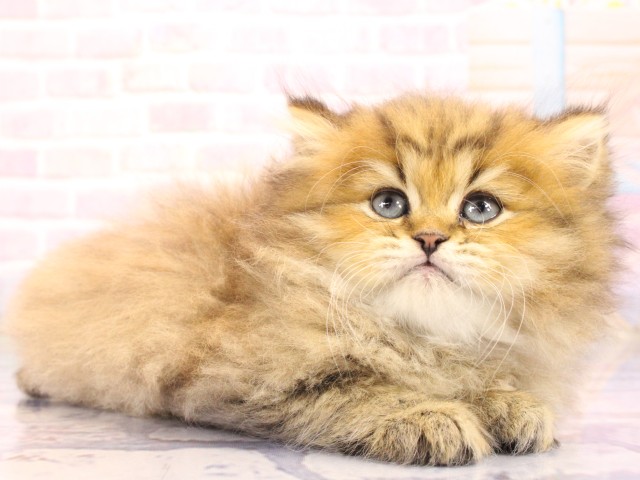大阪府のペルシャ (Coo&RIKU梅田店/2026年2月17日生まれ/男の子/チンチラゴールデン)の子猫の2枚目の画像