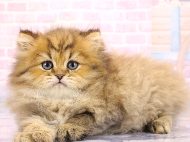 大阪府のペルシャ (Coo&RIKU梅田店/2026年2月17日生まれ/男の子/チンチラゴールデン)の子猫の3枚目の画像