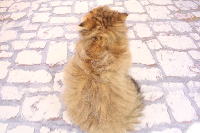 大阪府のペルシャ (Coo&RIKU梅田店/2026年2月17日生まれ/男の子/チンチラゴールデン)の子猫の4枚目の画像