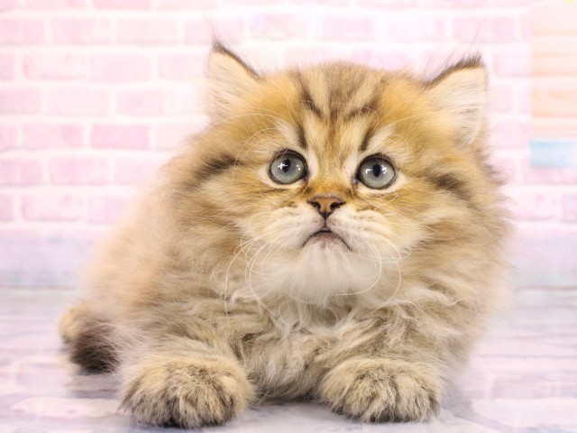 和歌山県のペルシャ (Coo&RIKU和歌山店/2026年2月17日生まれ/男の子/チンチラゴールデン)の子猫の1枚目の画像