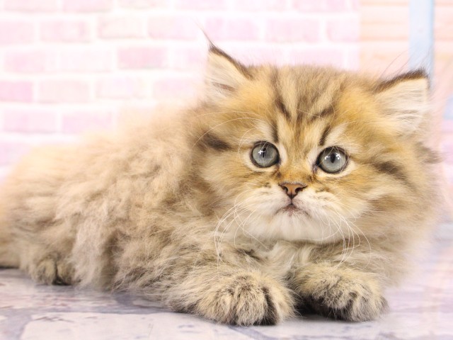 和歌山県のペルシャ (Coo&RIKU和歌山店/2026年2月17日生まれ/男の子/チンチラゴールデン)の子猫の2枚目の画像