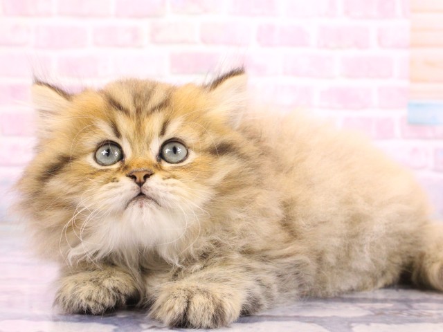 和歌山県のペルシャ (Coo&RIKU和歌山店/2026年2月17日生まれ/男の子/チンチラゴールデン)の子猫の3枚目の画像