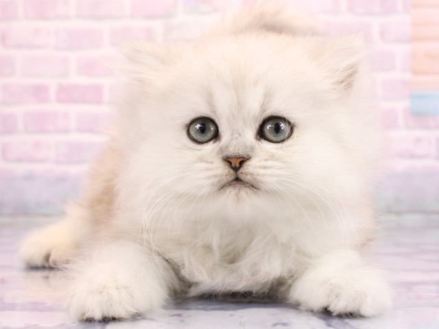 大阪府のペルシャ (Coo&RIKU心斎橋店/2026年2月17日生まれ/男の子/チンチラシルバー)の子猫の1枚目の画像