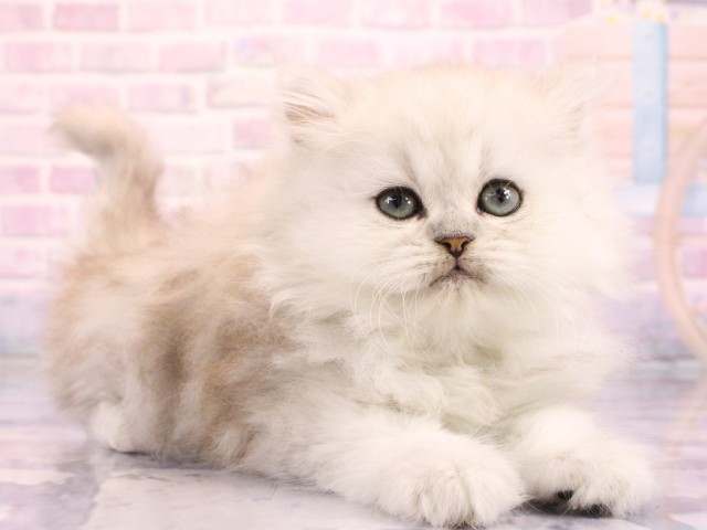 大阪府のペルシャ (Coo&RIKU心斎橋店/2026年2月17日生まれ/男の子/チンチラシルバー)の子猫の2枚目の画像