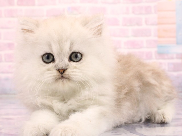 大阪府のペルシャ (Coo&RIKU心斎橋店/2026年2月17日生まれ/男の子/チンチラシルバー)の子猫の3枚目の画像