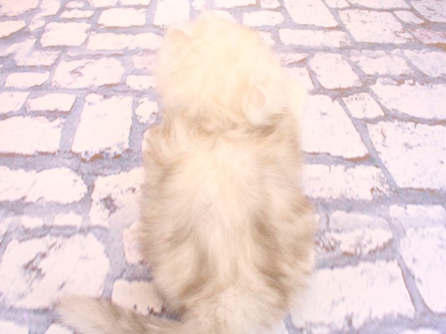 大阪府のペルシャ (Coo&RIKU心斎橋店/2026年2月17日生まれ/男の子/チンチラシルバー)の子猫の4枚目の画像