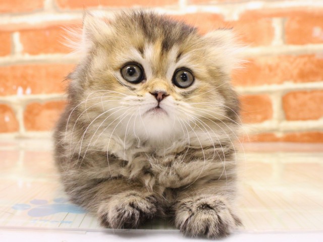 大阪府のスコティッシュフォールド (Coo&RIKU松原店/2026年2月14日生まれ/女の子/シェーデットゴールデン)の子猫の1枚目の画像