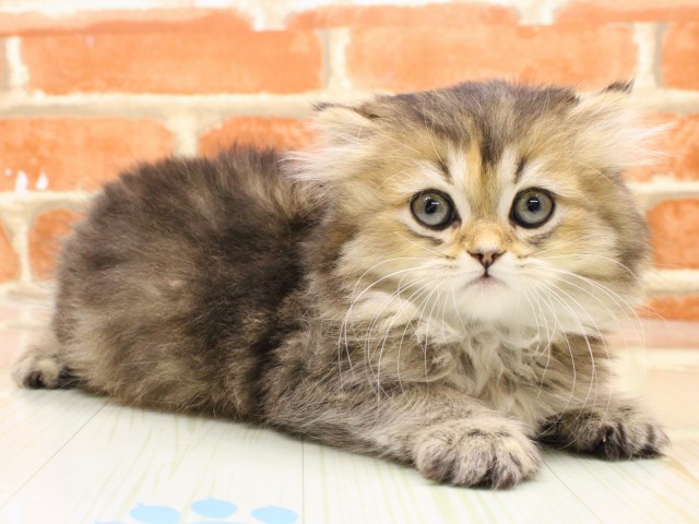 大阪府のスコティッシュフォールド (Coo&RIKU松原店/2026年2月14日生まれ/女の子/シェーデットゴールデン)の子猫の2枚目の画像